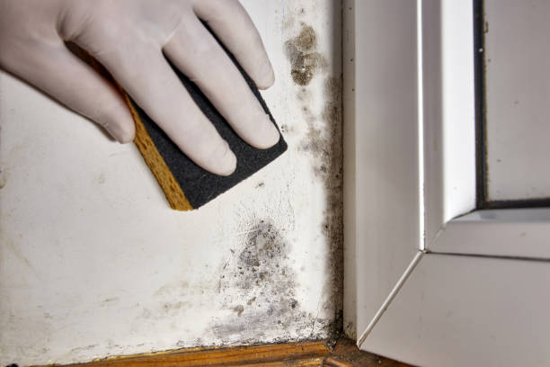 Best Environmental Consulting for Mold Prevention  in Honokaa, HI